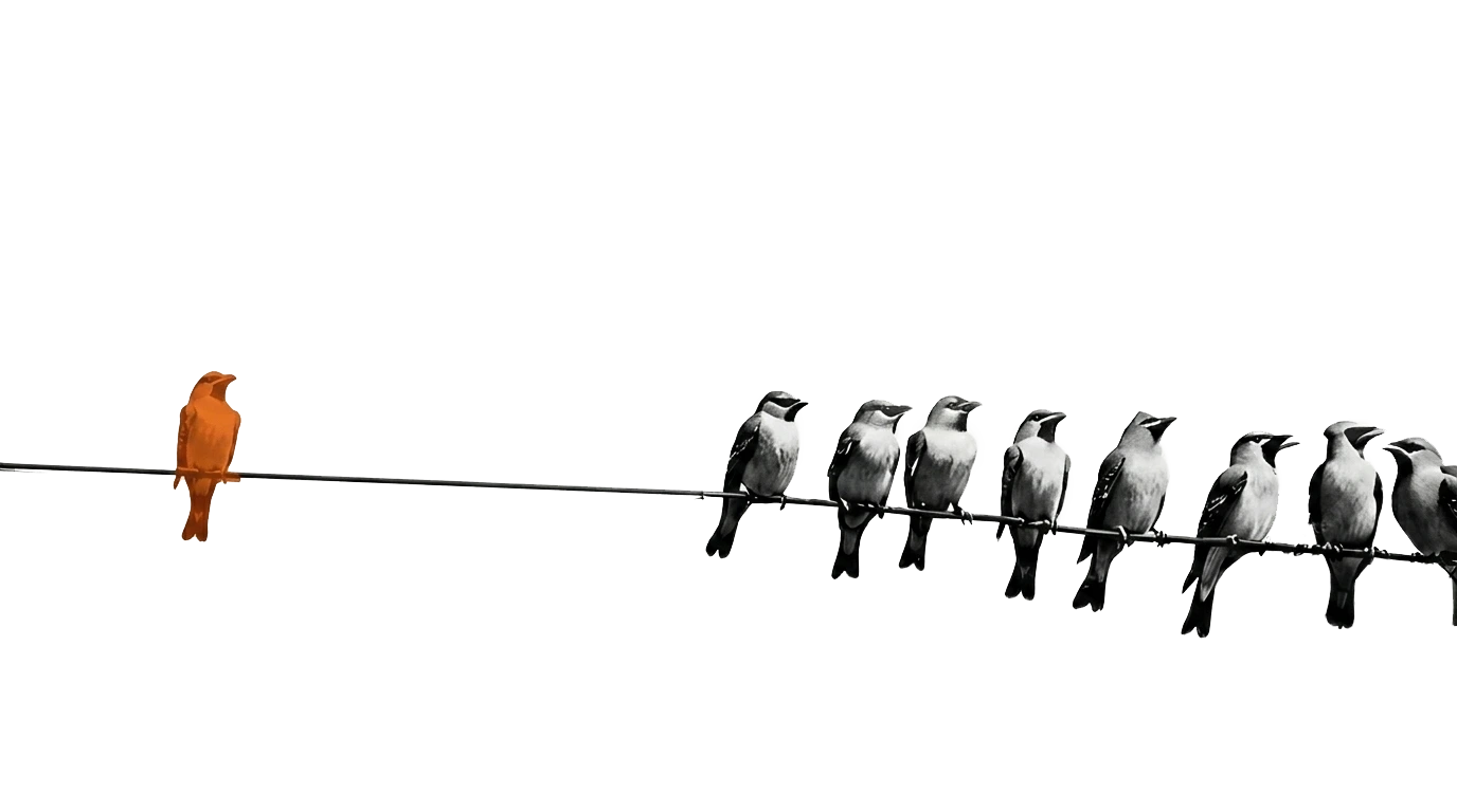 Birds-image-after-why-me